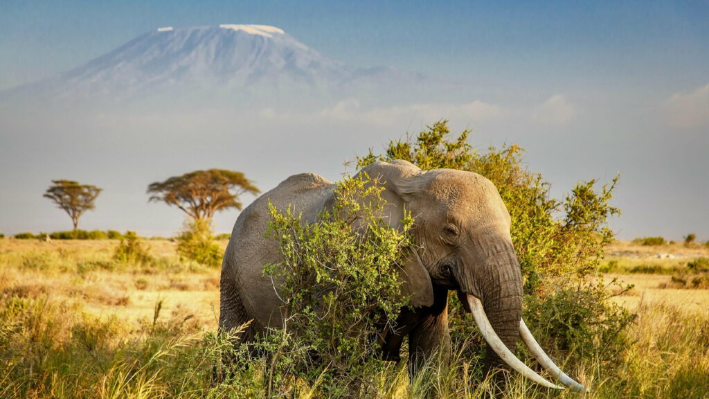 An-elephant-stands-majestically-in-the-savannah-with-Mount-Kilimanjaro-rising-in-the-background.jpg
