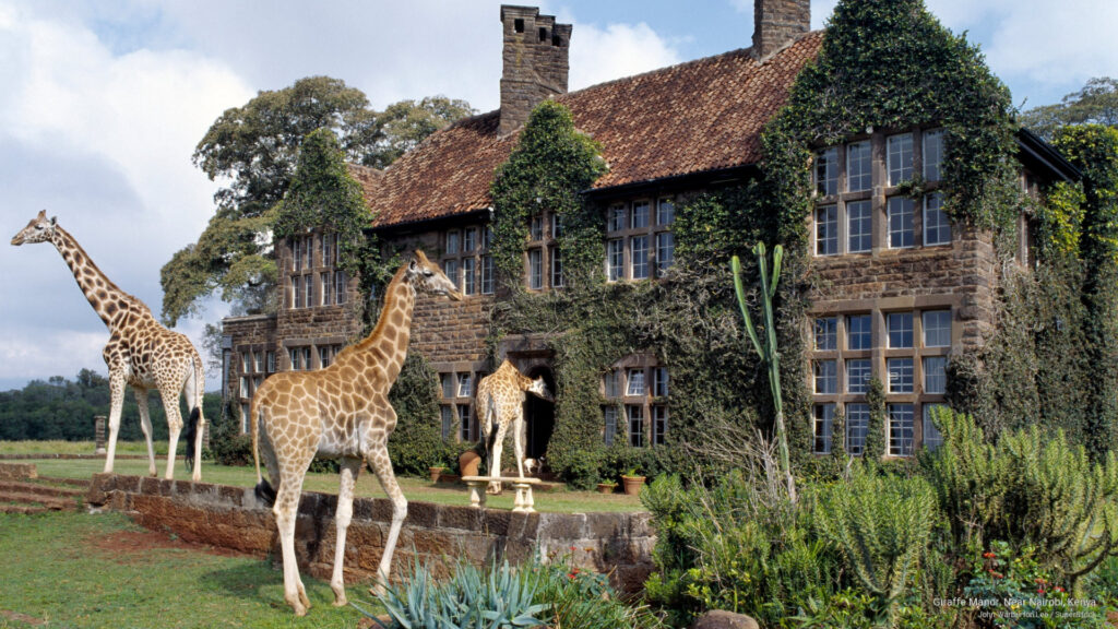 Three-giraffes-standing-gracefully-in-front-of-a-large-stone-house-showcasing-their-long-necks-against-a-rustic-backdrop.jpg